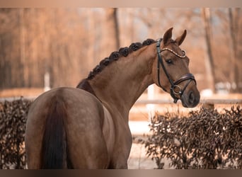 Westfaliano, Caballo castrado, 4 años, 165 cm, Alazán-tostado