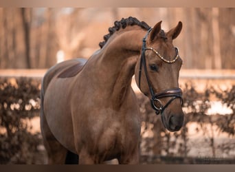 Westfaliano, Caballo castrado, 4 años, 165 cm, Alazán-tostado