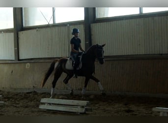 Westfaliano, Caballo castrado, 4 años, 165 cm, Alazán-tostado