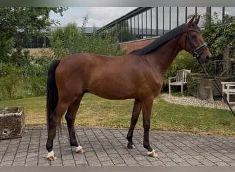 Westfaliano, Caballo castrado, 4 años, 165 cm, Castaño