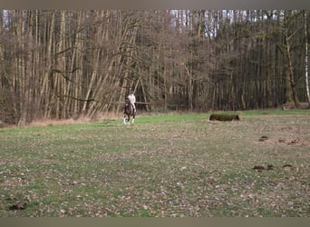 Westfaliano, Caballo castrado, 4 años, 165 cm, Castaño