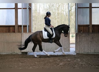 Westfaliano, Caballo castrado, 4 años, 165 cm, Castaño