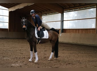 Westfaliano, Caballo castrado, 4 años, 165 cm, Castaño