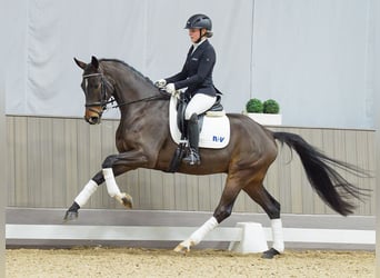 Westfaliano, Caballo castrado, 4 años, 165 cm, Castaño