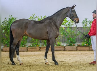 Westfaliano, Caballo castrado, 4 años, 165 cm, Castaño
