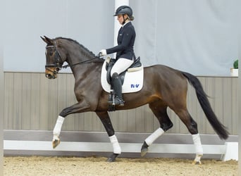 Westfaliano, Caballo castrado, 4 años, 165 cm, Castaño