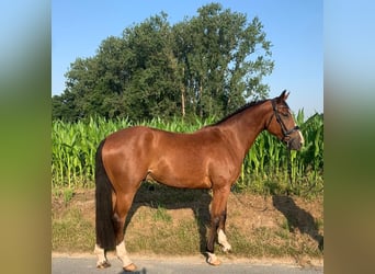 Westfaliano, Caballo castrado, 4 años, 165 cm, Castaño
