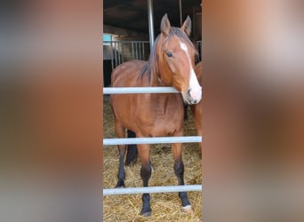 Westfaliano, Caballo castrado, 4 años, 165 cm, Castaño