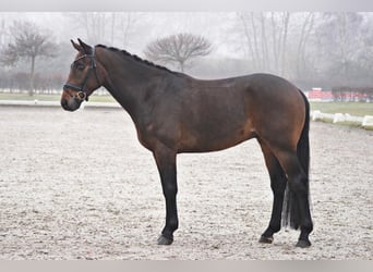 Westfaliano, Caballo castrado, 4 años, 165 cm, Castaño oscuro