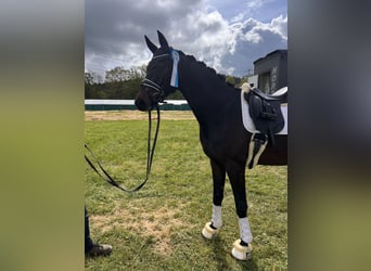 Westfaliano, Caballo castrado, 4 años, 165 cm, Castaño oscuro