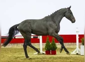 Westfaliano, Caballo castrado, 4 años, 165 cm, Morcillo