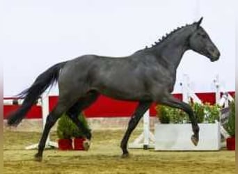 Westfaliano, Caballo castrado, 4 años, 165 cm, Morcillo