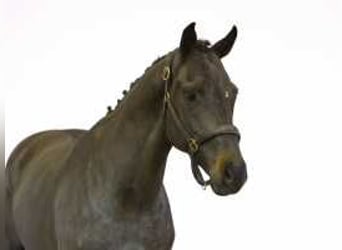 Westfaliano, Caballo castrado, 4 años, 165 cm, Morcillo