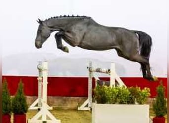 Westfaliano, Caballo castrado, 4 años, 165 cm, Morcillo