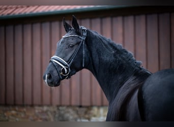 Westfaliano, Caballo castrado, 4 años, 165 cm, Negro