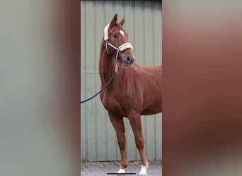 Westfaliano, Caballo castrado, 4 años, 166 cm, Alazán