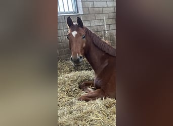 Westfaliano, Caballo castrado, 4 años, 166 cm, Alazán