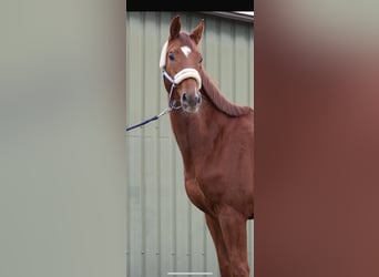 Westfaliano, Caballo castrado, 4 años, 166 cm, Alazán