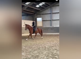 Westfaliano, Caballo castrado, 4 años, 166 cm, Alazán