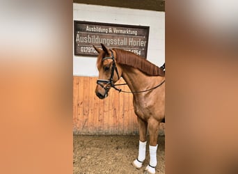 Westfaliano, Caballo castrado, 4 años, 166 cm, Alazán rojizo