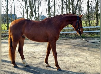 Westfaliano, Caballo castrado, 4 años, 166 cm, Alazán-tostado