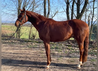 Westfaliano, Caballo castrado, 4 años, 166 cm, Alazán-tostado