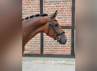 Westfaliano, Caballo castrado, 4 años, 166 cm, Castaño