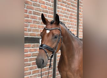 Westfaliano, Caballo castrado, 4 años, 166 cm, Castaño