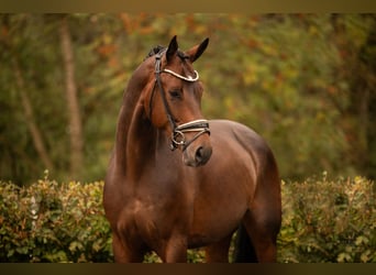 Westfaliano, Caballo castrado, 4 años, 166 cm, Castaño