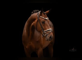 Westfaliano, Caballo castrado, 4 años, 166 cm, Castaño