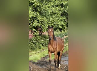 Westfaliano, Caballo castrado, 4 años, 166 cm, Castaño