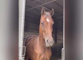 Westfaliano, Caballo castrado, 4 años, 166 cm, Castaño