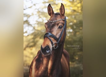 Westfaliano, Caballo castrado, 4 años, 166 cm, Castaño oscuro