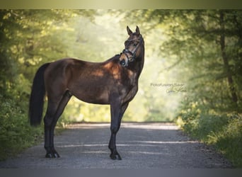 Westfaliano, Caballo castrado, 4 años, 166 cm, Castaño oscuro