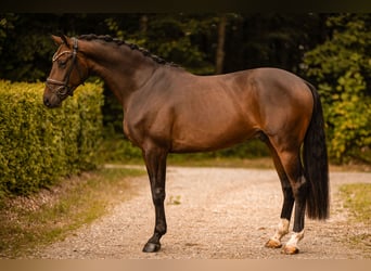 Westfaliano, Caballo castrado, 4 años, 166 cm, Castaño oscuro