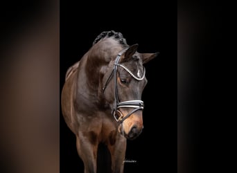 Westfaliano, Caballo castrado, 4 años, 166 cm, Castaño oscuro