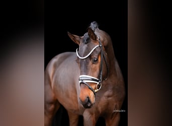 Westfaliano, Caballo castrado, 4 años, 166 cm, Castaño oscuro