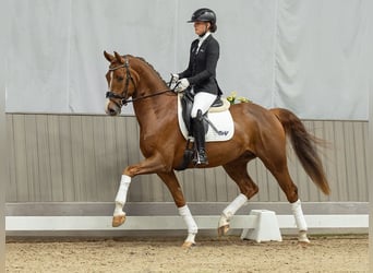 Westfaliano, Caballo castrado, 4 años, 167 cm, Alazán