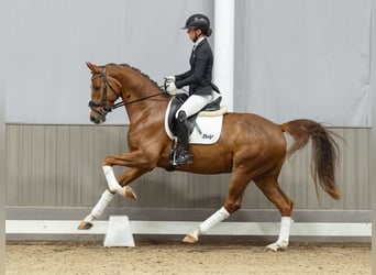 Westfaliano, Caballo castrado, 4 años, 167 cm, Alazán