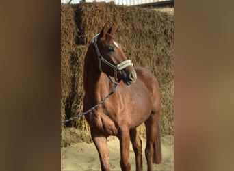 Westfaliano, Caballo castrado, 4 años, 167 cm, Alazán