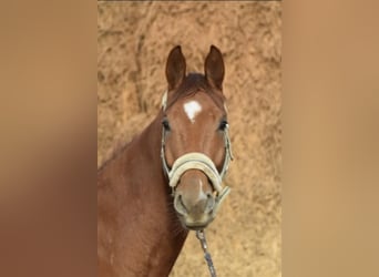 Westfaliano, Caballo castrado, 4 años, 167 cm, Alazán