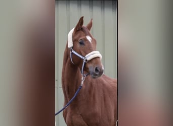 Westfaliano, Caballo castrado, 4 años, 167 cm, Alazán
