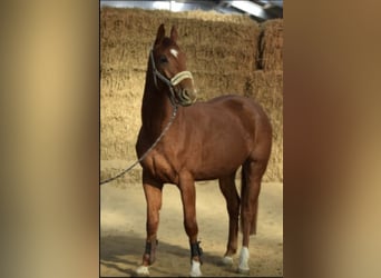 Westfaliano, Caballo castrado, 4 años, 167 cm, Alazán