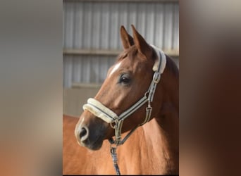 Westfaliano, Caballo castrado, 4 años, 167 cm, Alazán