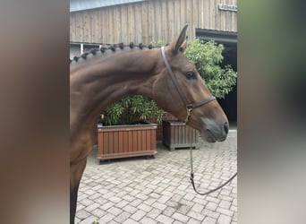 Westfaliano, Caballo castrado, 4 años, 167 cm, Castaño
