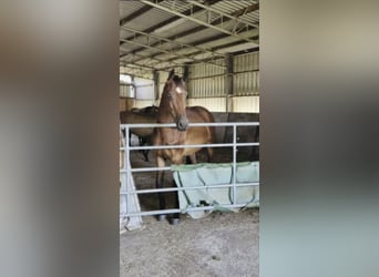 Westfaliano, Caballo castrado, 4 años, 167 cm, Castaño