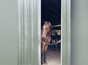 Westfaliano, Caballo castrado, 4 años, 167 cm, Castaño