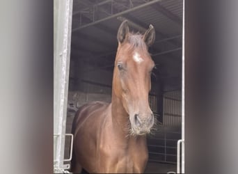 Westfaliano, Caballo castrado, 4 años, 167 cm, Castaño