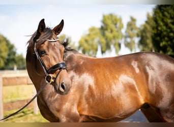 Westfaliano, Caballo castrado, 4 años, 167 cm, Castaño oscuro