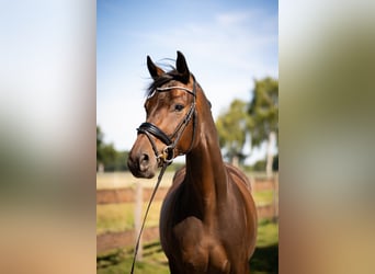 Westfaliano, Caballo castrado, 4 años, 167 cm, Castaño oscuro